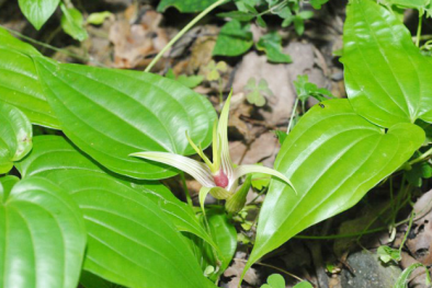 Tiêu chuẩn quốc gia sửa đổi 1:2022 TCVN I-4:2017 về rễ cây bách bộ dùng làm dược liệu